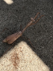 Stagmomantis limbata