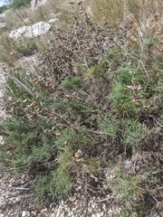 Salvia scabiosifolia