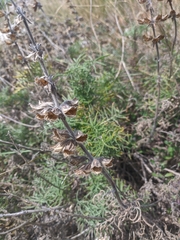 Salvia scabiosifolia