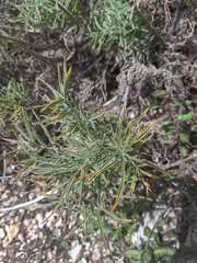 Salvia scabiosifolia