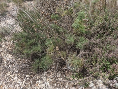 Salvia scabiosifolia