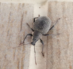 Otiorhynchus armadillo