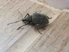 Otiorhynchus armadillo