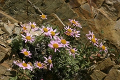 Chrysanthemum sinuatum
