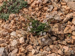 Asperula supina caespitans