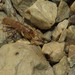 Northern Rock Crawler - Photo (c) James Telford, some rights reserved (CC BY), uploaded by James Telford