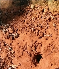 Sicarius diadorim