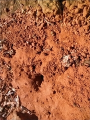 Sicarius diadorim