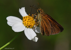 Euphyes dukesi calhouni