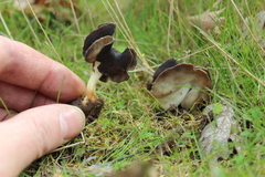 Helvella compressa