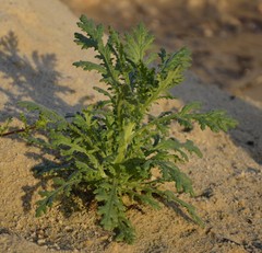 Senecio vulgaris denticulatus