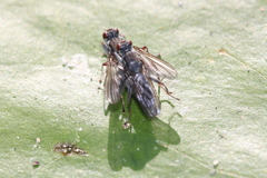 Hydromyza livens