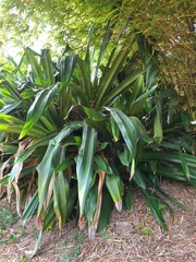 Pandanus dubius