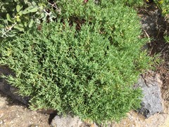 Lampranthus vernalis