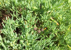 Lampranthus vernalis