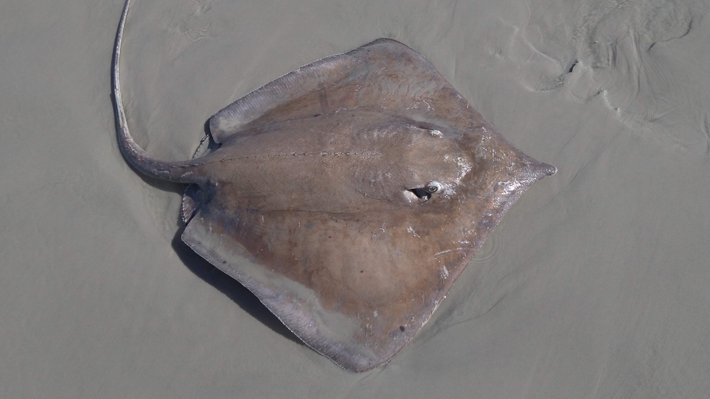Fontitrygon colarensis