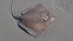 Colares Stingray photo 2