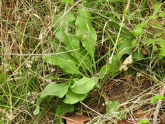 Cynoglossum cheirifolium