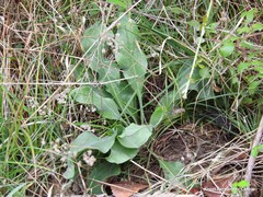 Cynoglossum cheirifolium