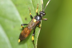 Ichneumon stramentor