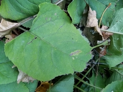 Scrobipalpula manierreorum