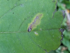 Scrobipalpula manierreorum