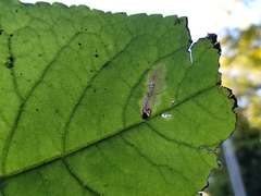 Scrobipalpula manierreorum