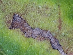 Scrobipalpula manierreorum