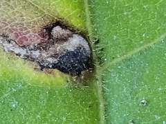 Scrobipalpula manierreorum