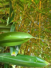 Pandanus dubius