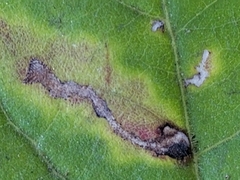 Scrobipalpula manierreorum