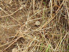 Medicago orbicularis