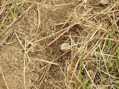 Medicago orbicularis