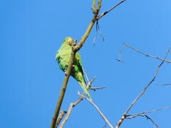 Brotogeris chiriri
