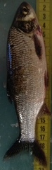 Leuciscus idus