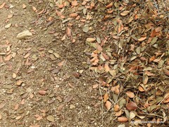 Petrorhagia prolifera