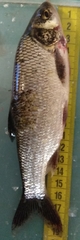 Leuciscus idus