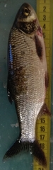 Leuciscus idus