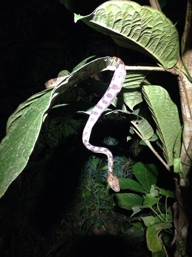 Photo of a Ornate Cat-eyed Snake (Leptodeira ornata)