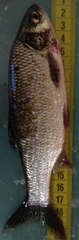 Leuciscus idus