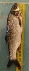 Leuciscus idus