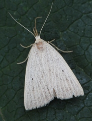 Macrochilo cribrumalis