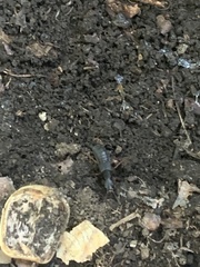 Dinothenarus badipes