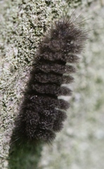 Miltochrista miniata