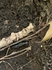 Dinothenarus badipes