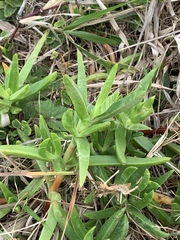 Carpobrotus dimidiatus