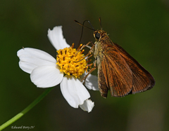 Euphyes dukesi calhouni