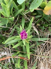 Carpobrotus dimidiatus