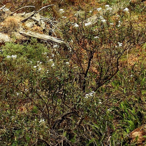 Image of Olearia megalophylla by (c) Max Campbell, some rights reserved (CC BY)