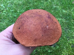 Leccinum vulpinum
